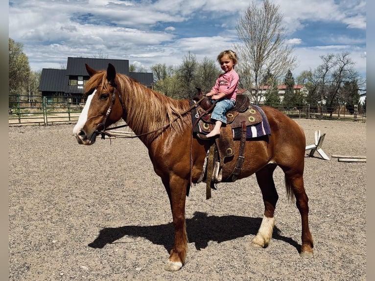 Koń pociągowy Mix Klacz 8 lat 157 cm Cisawa in Fort Collins