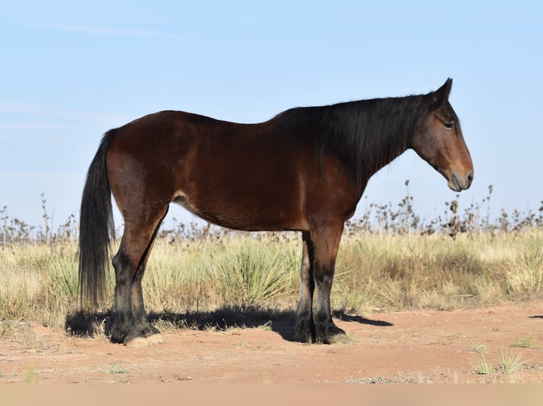 Koń pociągowy Mix Klacz 8 lat 157 cm Gniada in Amarillo
