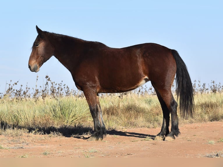 Koń pociągowy Mix Klacz 8 lat 157 cm Gniada in Amarillo
