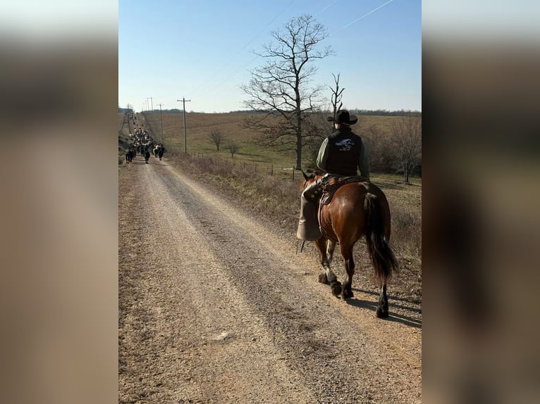 Koń pociągowy Mix Klacz 8 lat 160 cm Gniada in Purdy