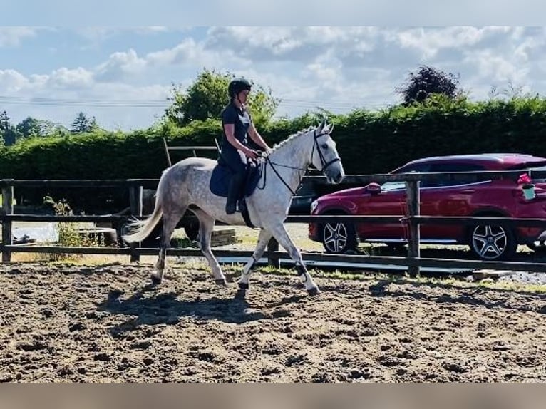 Koń pociągowy Klacz 8 lat 166 cm Siwa in Sligo