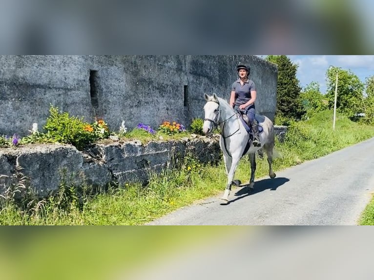 Koń pociągowy Klacz 8 lat 166 cm Siwa in Sligo