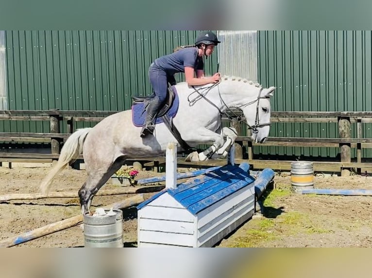 Koń pociągowy Klacz 8 lat 166 cm Siwa in Sligo