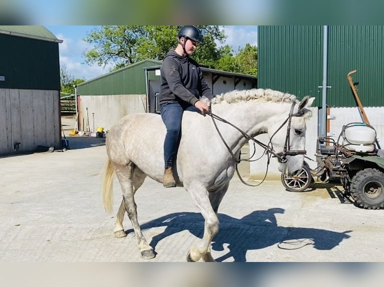 Koń pociągowy Klacz 8 lat 166 cm Siwa in Sligo