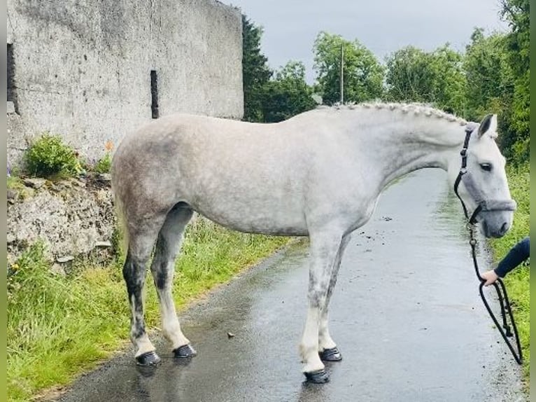 Koń pociągowy Klacz 8 lat 166 cm Siwa in Sligo