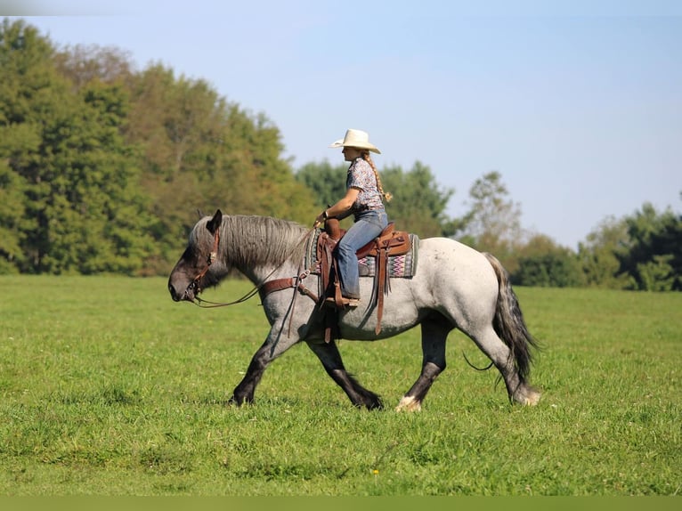 Koń pociągowy Mix Klacz 9 lat 152 cm Karodereszowata in Clarion