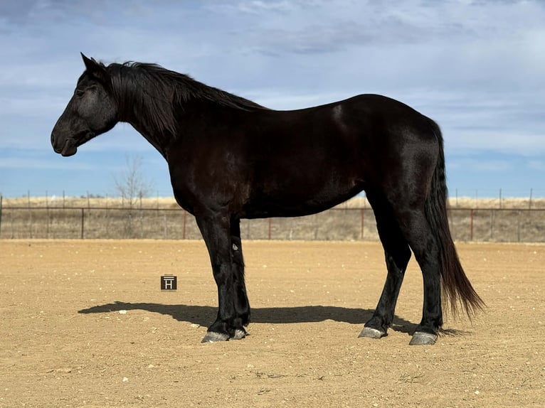 Koń pociągowy Klacz 9 lat 163 cm Kara in Weatherford TX