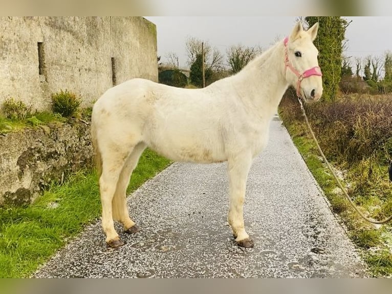 Koń pociągowy Klacz 9 lat 166 cm Siwa in Sligo