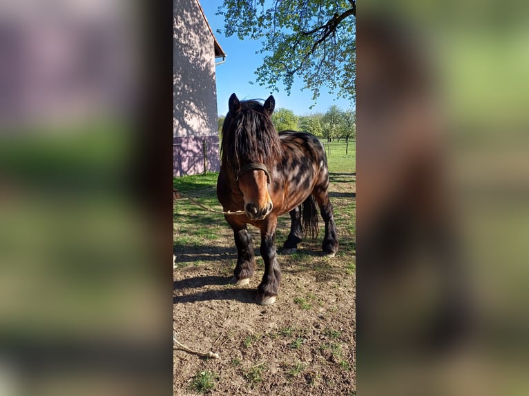 Koń pociągowy Ogier 6 lat 165 cm Gniada in Froeschwiller