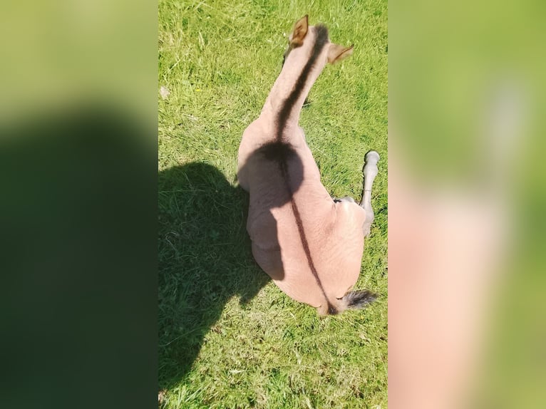 Koń pociągowy Ogier Źrebak (05/2026) 160 cm Grullo in Villeneuve-sur-Lot
