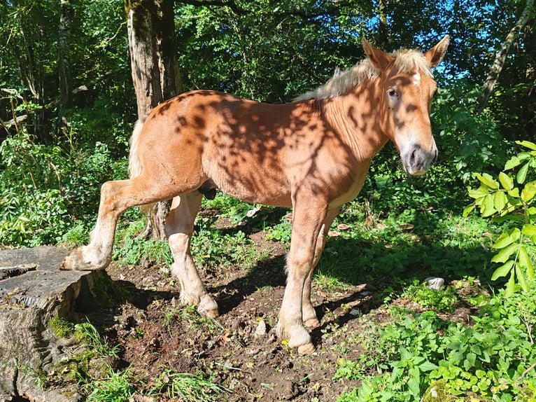 Koń pociągowy Ogier Źrebak (05/2024) Kasztanowata in Mont De Vougney