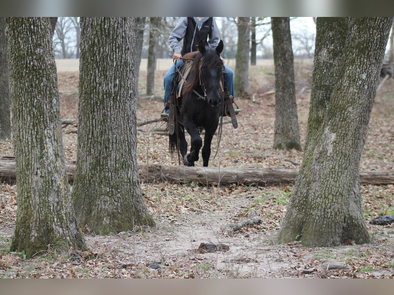 Koń pociągowy Mix Wałach 10 lat 145 cm Kara in Plano