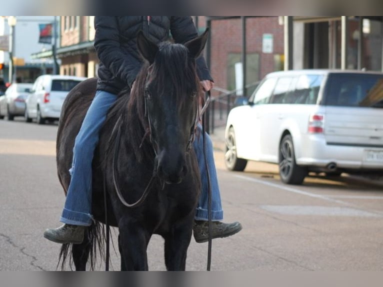 Koń pociągowy Mix Wałach 10 lat 145 cm Kara in Plano