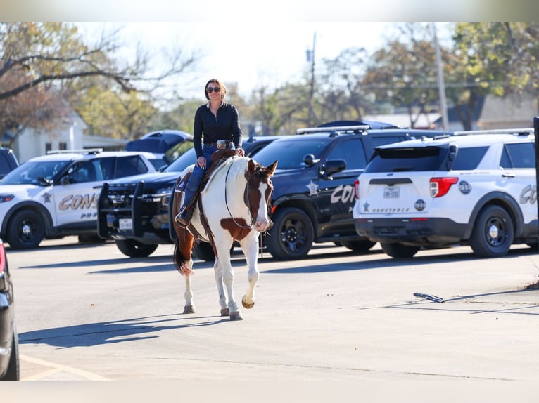 Koń pociągowy Mix Wałach 10 lat 160 cm Srokata in Forney