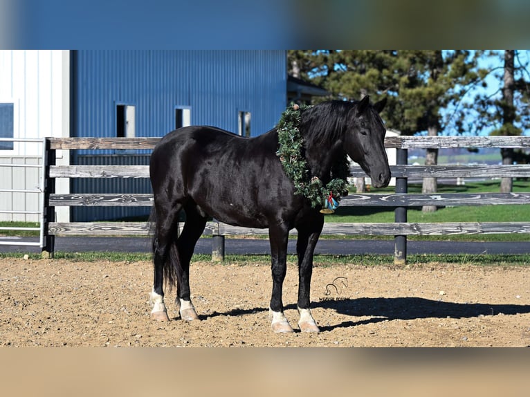 Koń pociągowy Mix Wałach 10 lat 163 cm Kara in Fredericksburg
