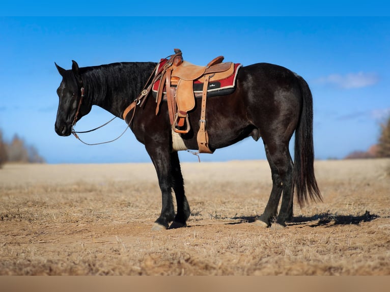 Koń pociągowy Mix Wałach 11 lat 157 cm Karodereszowata in Amarillo