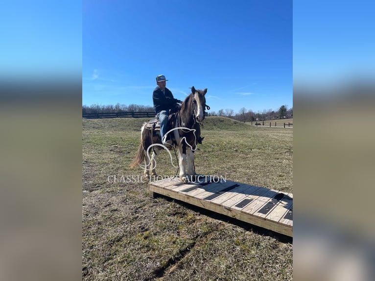Koń pociągowy Wałach 12 lat 132 cm Tobiano wszelkich maści in Lawrenceburg, KY