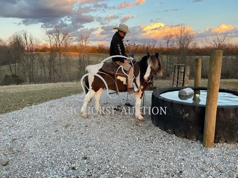 Koń pociągowy Wałach 12 lat 132 cm Tobiano wszelkich maści in Lawrenceburg, KY