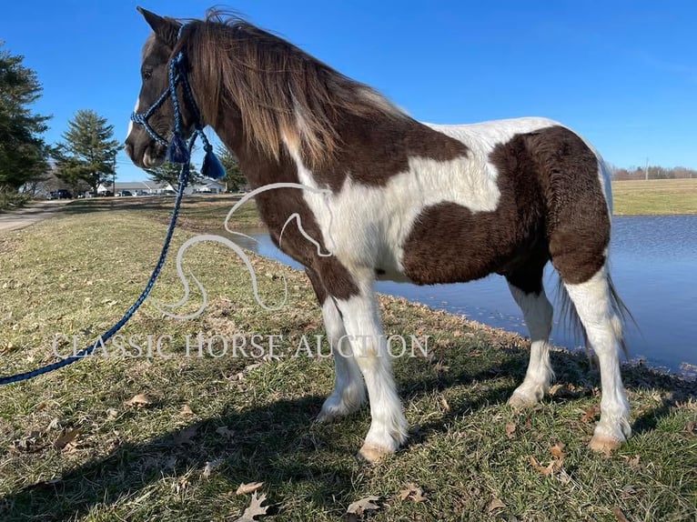 Koń pociągowy Wałach 12 lat 132 cm Tobiano wszelkich maści in Lawrenceburg, KY