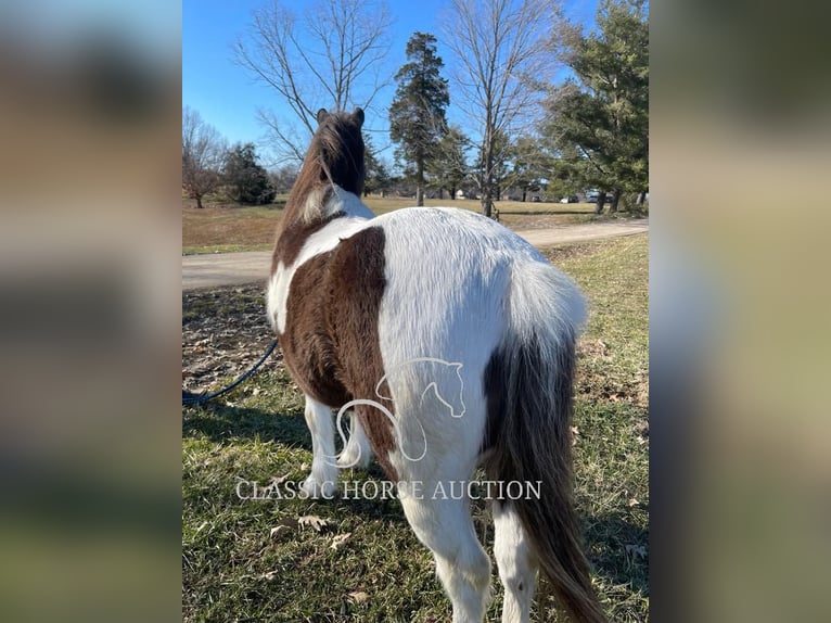 Koń pociągowy Wałach 12 lat 132 cm Tobiano wszelkich maści in Lawrenceburg, KY