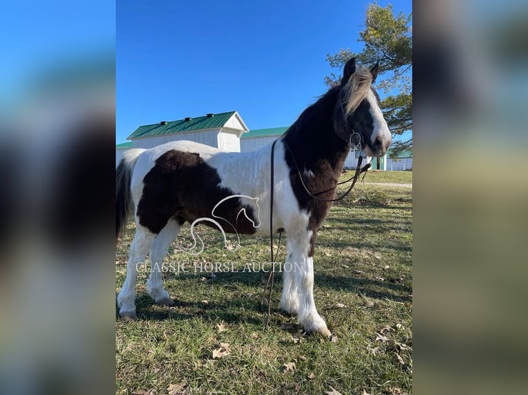 Koń pociągowy Wałach 12 lat 132 cm Tobiano wszelkich maści in Lawrenceburg, KY