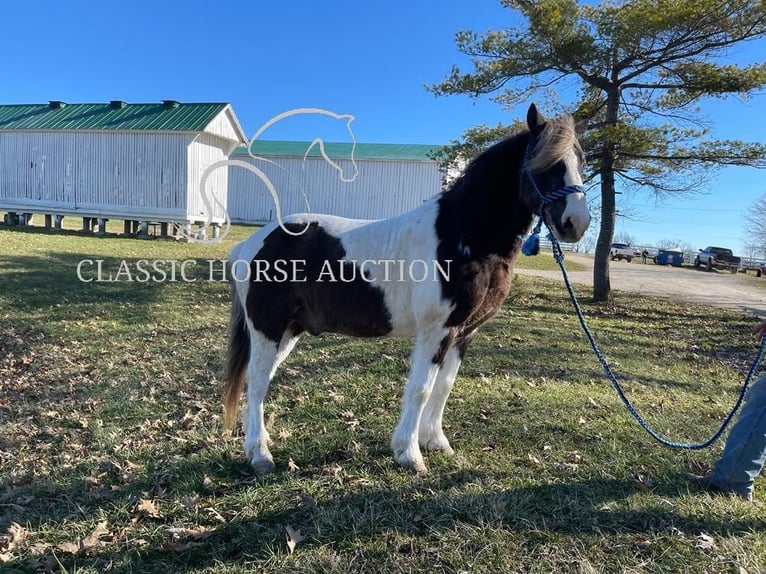 Koń pociągowy Wałach 12 lat 132 cm Tobiano wszelkich maści in Lawrenceburg, KY
