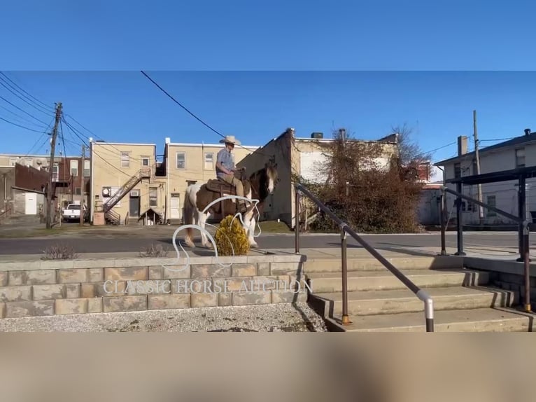 Koń pociągowy Wałach 12 lat 132 cm Tobiano wszelkich maści in Lawrenceburg, KY