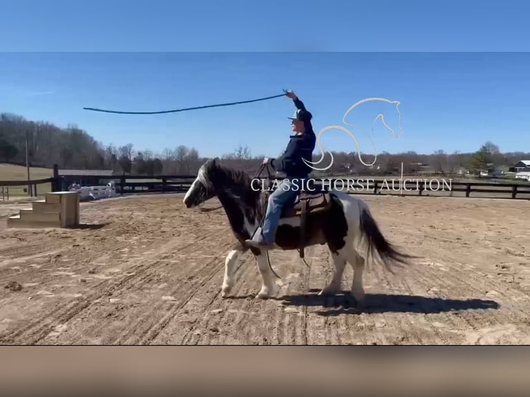 Koń pociągowy Wałach 12 lat 132 cm Tobiano wszelkich maści in Lawrenceburg, KY