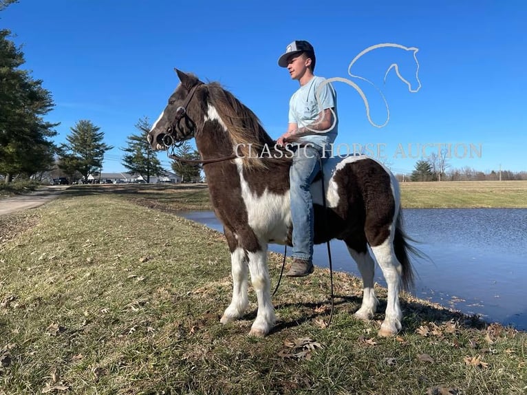 Koń pociągowy Wałach 12 lat 132 cm Tobiano wszelkich maści in Lawrenceburg, KY