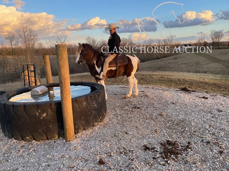 Koń pociągowy Wałach 12 lat 132 cm Tobiano wszelkich maści in Lawrenceburg, KY