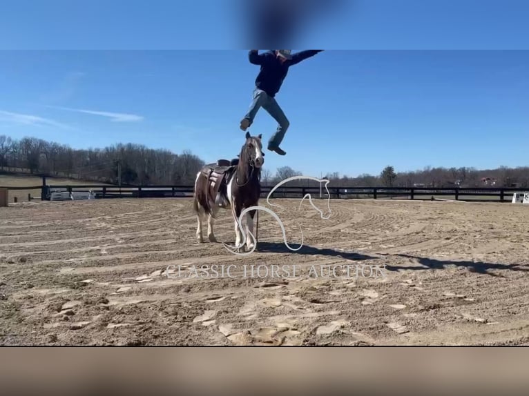 Koń pociągowy Wałach 12 lat 132 cm Tobiano wszelkich maści in Lawrenceburg, KY