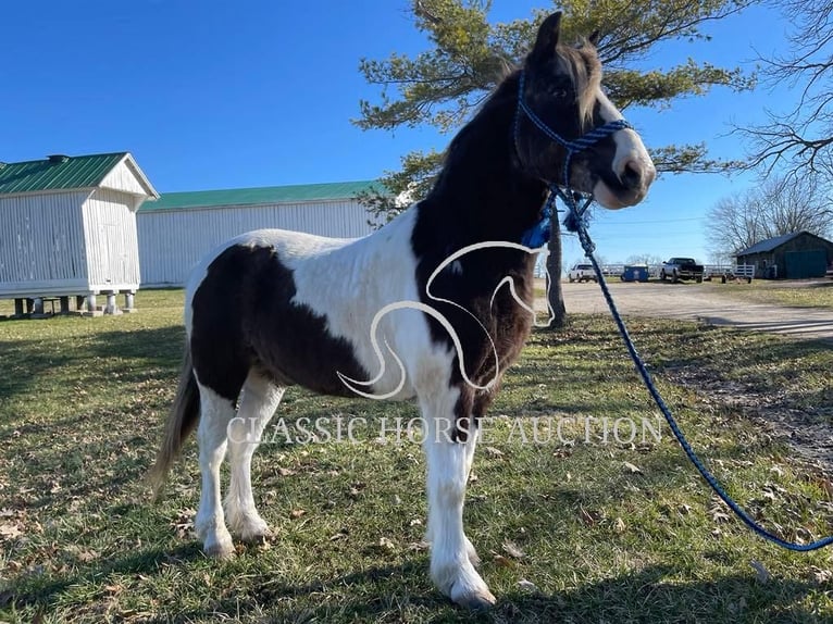 Koń pociągowy Wałach 12 lat 132 cm Tobiano wszelkich maści in Lawrenceburg, KY