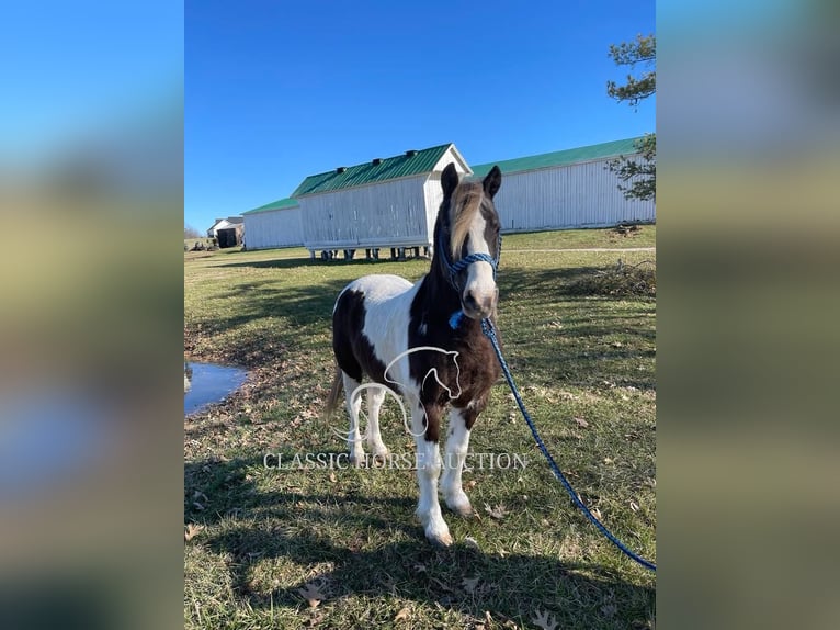 Koń pociągowy Wałach 12 lat 132 cm Tobiano wszelkich maści in Lawrenceburg, KY