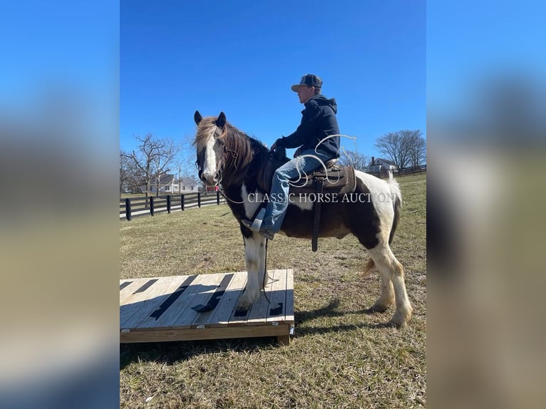 Koń pociągowy Wałach 12 lat 132 cm Tobiano wszelkich maści in Lawrenceburg, KY