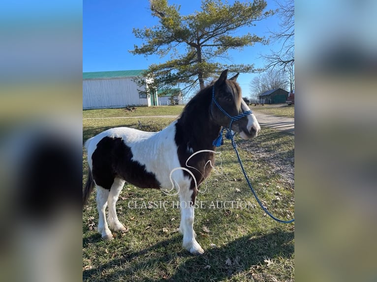 Koń pociągowy Wałach 12 lat 132 cm Tobiano wszelkich maści in Lawrenceburg, KY
