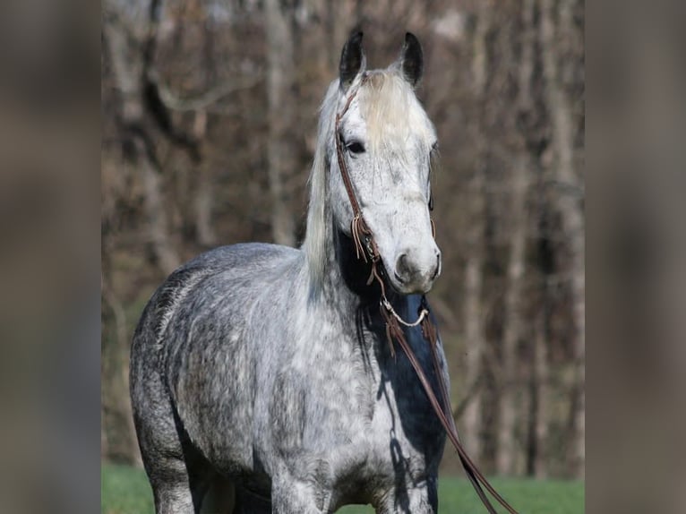 Koń pociągowy Wałach 12 lat 157 cm Siwa jabłkowita in Mount Vernon