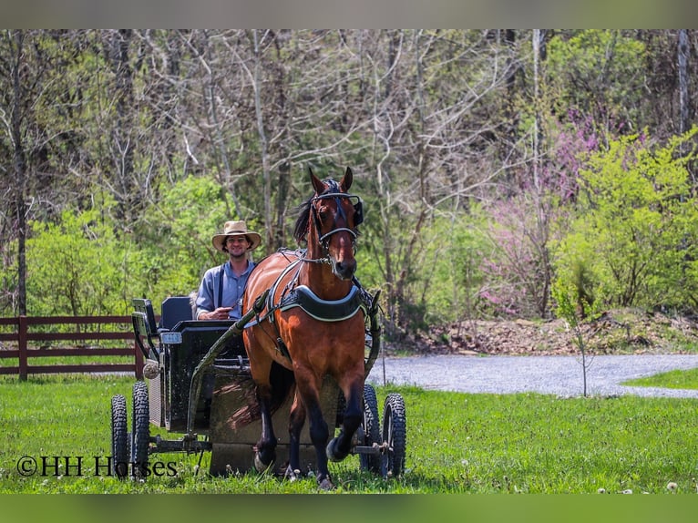 Koń pociągowy Wałach 12 lat 160 cm Gniada in Flemingsburg KY