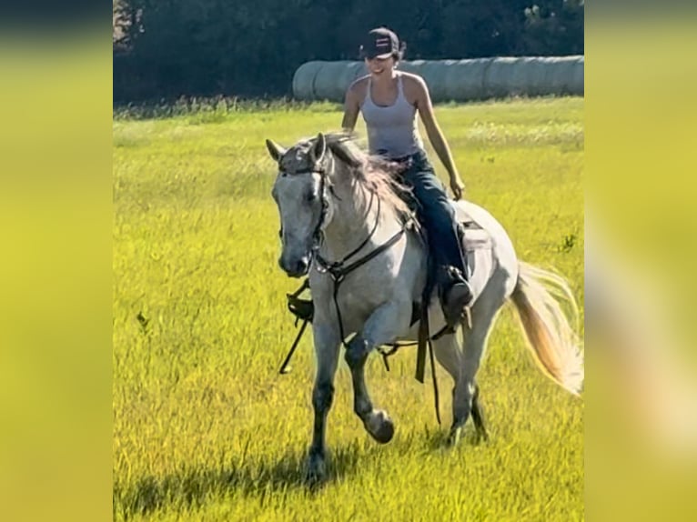 Koń pociągowy Mix Wałach 13 lat 160 cm Siwa in Weatherford