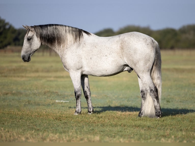 Koń pociągowy Mix Wałach 13 lat 160 cm Siwa in Weatherford
