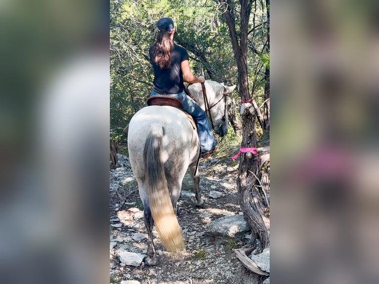 Koń pociągowy Mix Wałach 13 lat 160 cm Siwa in Weatherford