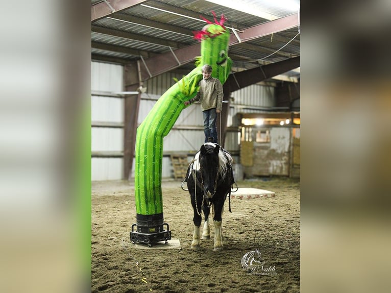 Koń pociągowy Mix Wałach 13 lat 163 cm Tobiano wszelkich maści in Ranchester, WY
