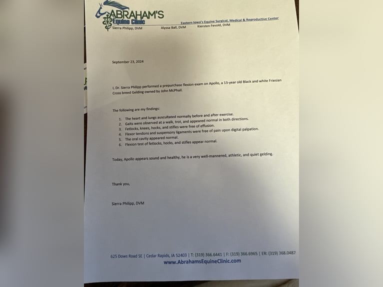 Koń pociągowy Wałach 15 lat 168 cm Tobiano wszelkich maści in Lisbon IA