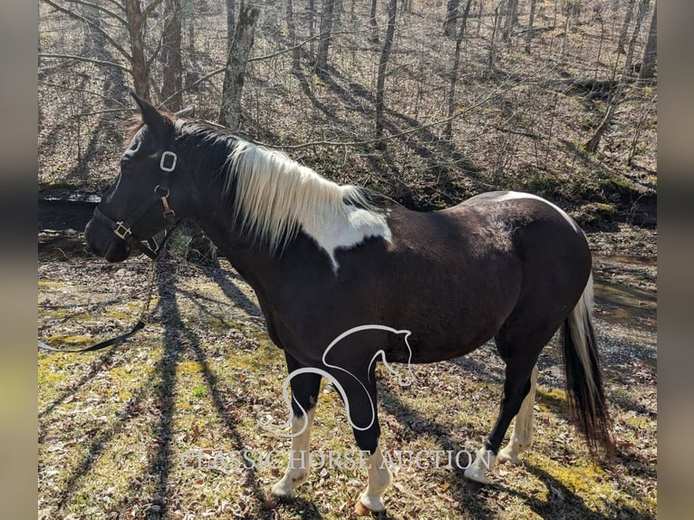 Koń pociągowy Wałach 16 lat 142 cm Tobiano wszelkich maści in Kingston Springs, TN
