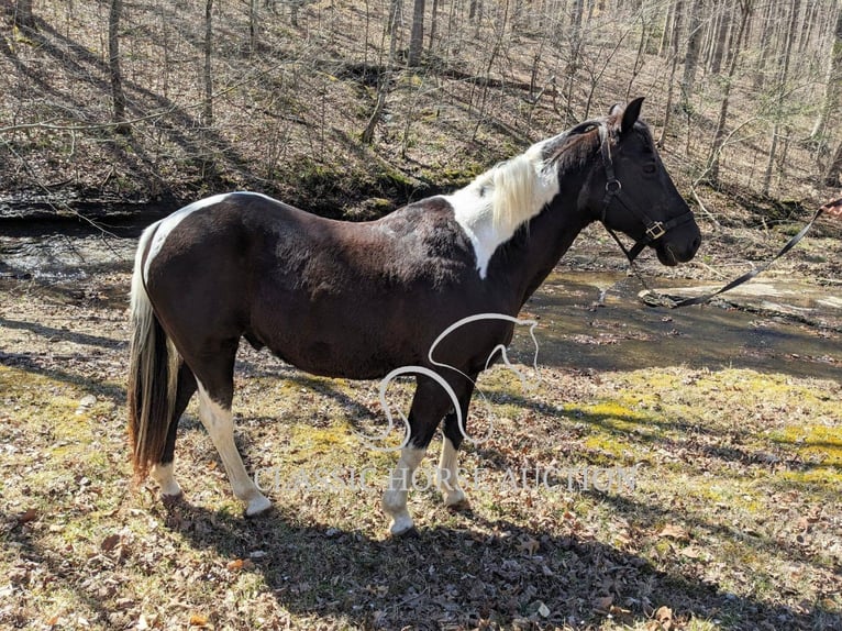 Koń pociągowy Wałach 16 lat 142 cm Tobiano wszelkich maści in Kingston Springs, TN