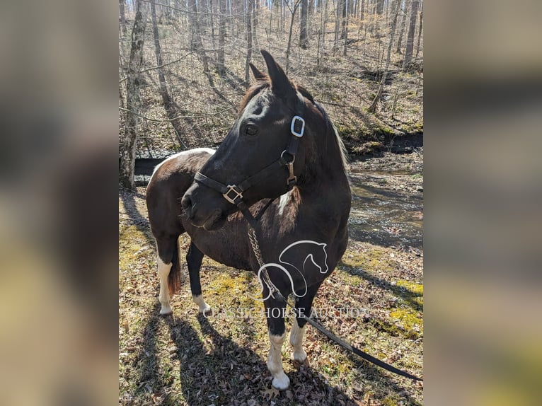 Koń pociągowy Wałach 16 lat 142 cm Tobiano wszelkich maści in Kingston Springs, TN
