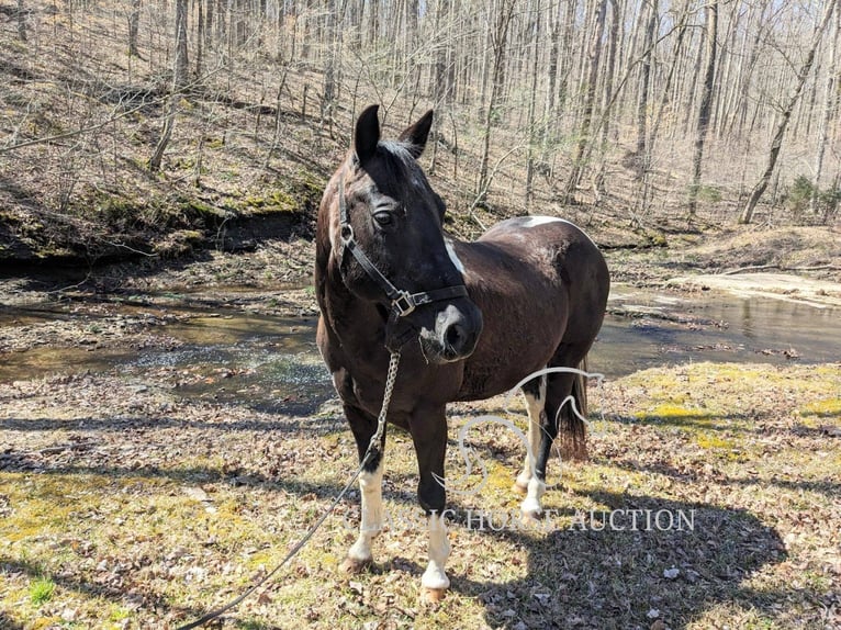 Koń pociągowy Wałach 16 lat 142 cm Tobiano wszelkich maści in Kingston Springs, TN