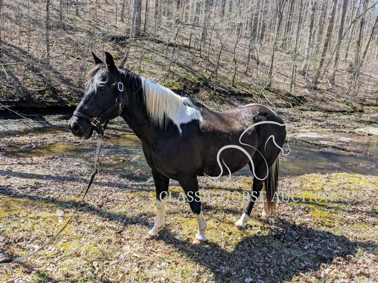 Koń pociągowy Wałach 16 lat 142 cm Tobiano wszelkich maści in Kingston Springs, TN