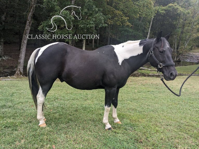 Koń pociągowy Wałach 16 lat 142 cm Tobiano wszelkich maści in Kingston Springs, TN