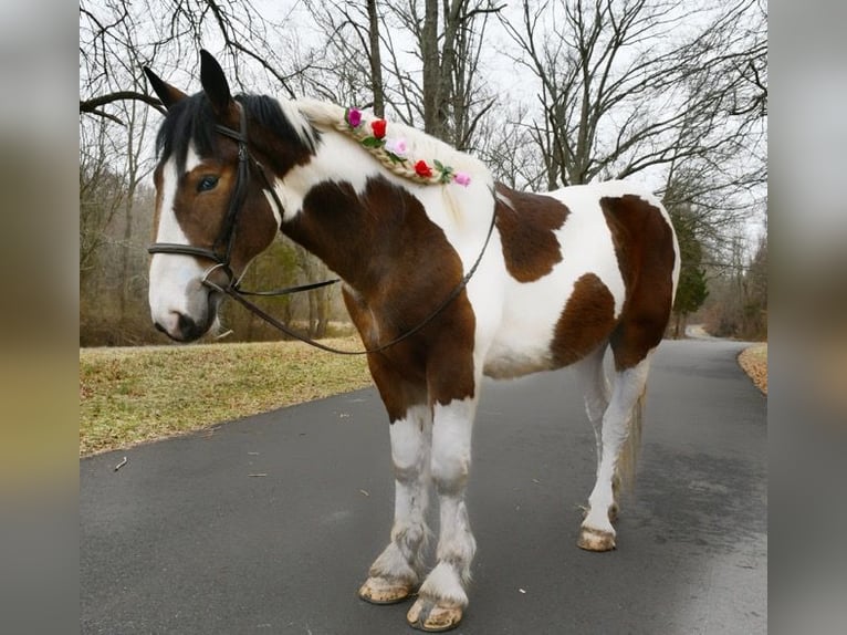 Koń pociągowy Mix Wałach 3 lat 152 cm Gniada in Allentown