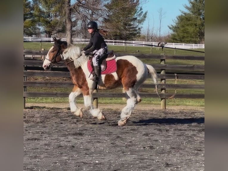 Koń pociągowy Mix Wałach 3 lat 152 cm Gniada in Allentown